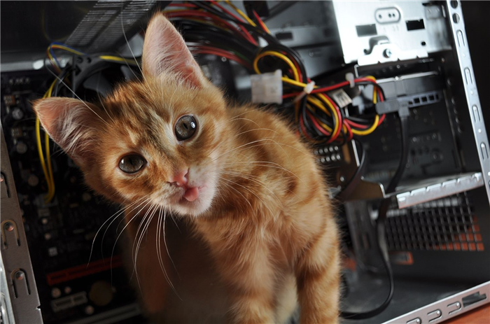 Кошка на компьютере