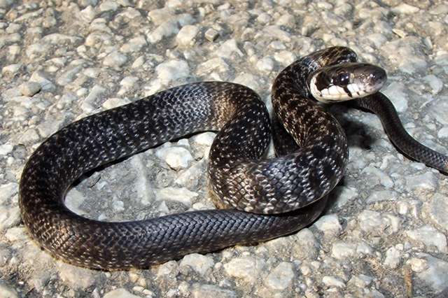 Сколько лет живут змеи в неволе и в дикой природе?