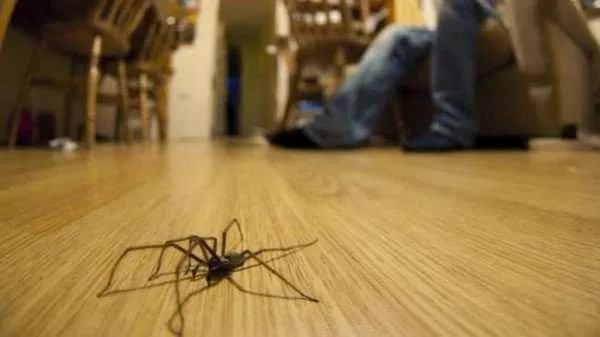 6 вещей, которые помогут вам избавиться от пауков в квартире