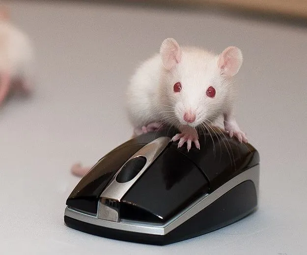 Подлинная компьютерная мышь